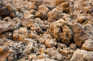 Toprağın toprağına yakın.