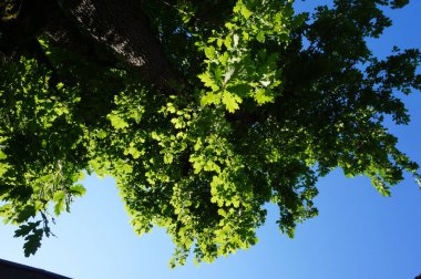 Güneşli bir bahar gününde, Güney Fransa 'nın Occitanie kentindeki yeşil yapraklı yeşil yapraklı, yeşil yapraklı yeşil meşe ağaçlarından oluşan yeşil yeşil bir parkta muhteşem bir kır manzarası.