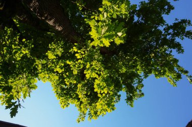 Parkta güzel ağaç görünümünü.