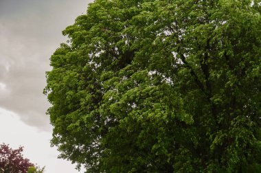 Parkın arka planında ağaç dalları