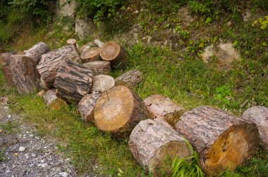 Doğa zemininde yer alan kütük yığını