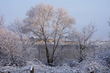 Karla kaplı ağaçlarla kaplı kış manzarası