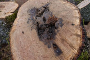 Ormanda kesilmiş eski bir odun.