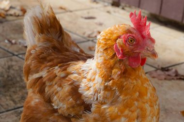 Bahçedeki tavuğu kapat.