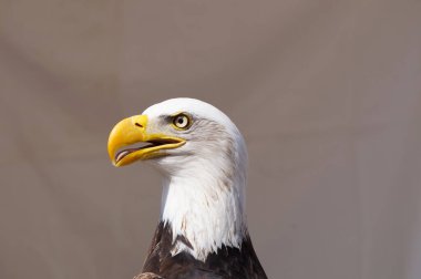 Kartal portre kadar yakın 