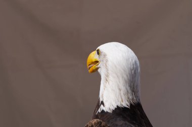 Beyaz kafa ve büyük kel kartalın sarı gagası Fransa 'da canlı bir gösteri sırasında gösterildi; bu yırtıcı bir balık, Amerika Birleşik Devletleri' nin hayvan sembolüdür.