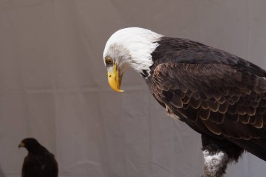 Beyaz kafa ve büyük kel kartalın sarı gagası Fransa 'da canlı bir gösteri sırasında gösterildi; bu yırtıcı bir balık, Amerika Birleşik Devletleri' nin hayvan sembolüdür.