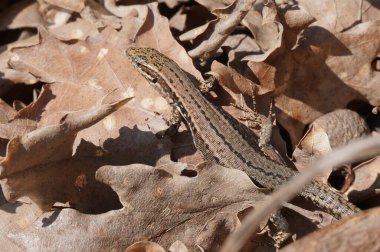 Kertenkele düşmüş yaprakların ortasında poz veriyor