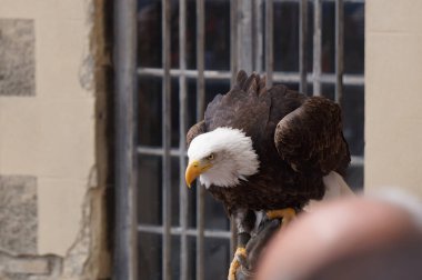 Beyaz kafa ve büyük kel kartalın sarı gagası Fransa 'da canlı bir gösteri sırasında gösterildi; bu yırtıcı bir balık, Amerika Birleşik Devletleri' nin hayvan sembolüdür.