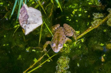 Bir su kurbağası (Rana esculenta veya Pelophylax esculentus), kısmen su bitkileri tarafından saklanmış, Midi-Pyrnes, Güneybatı Fransa 'daki bir su birikintisinin yeşil durgun suyuna batmış ve yüzmektedir.
