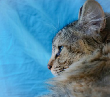 Şirin bir kedi ağacı portresi