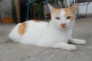 Beyaz ve kırmızı kedi yerde yatıyor..