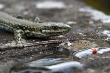 Kertenkele su kenarında doğa arka planında