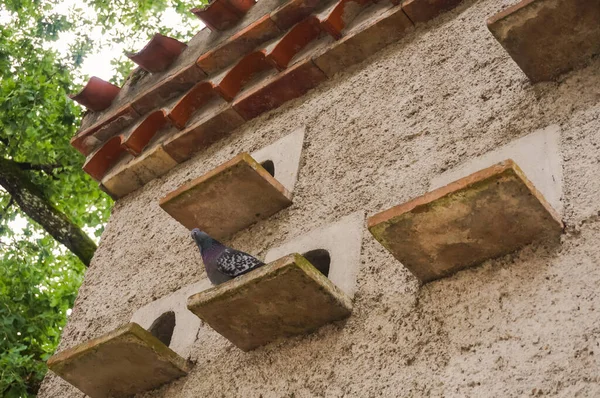 Yeşil Boyunlu Siyah Bir Güvercin Güney Fransa Nın Occitanie Kentindeki — Stok fotoğraf