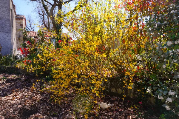 Herbstblätter Park Auf Naturhintergrund — Stockfoto