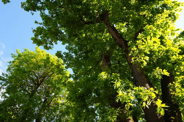 Güneşli bir bahar gününde, Güney Fransa 'nın Occitanie kentindeki yeşil yapraklı yeşil yapraklı, yeşil yapraklı yeşil meşe ağaçlarından oluşan yeşil yeşil bir parkta muhteşem bir kır manzarası.