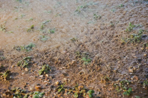 Grüne Junge Triebe Die Die Erde Eines Überfluteten Bodens Gepflanzt — Stockfoto