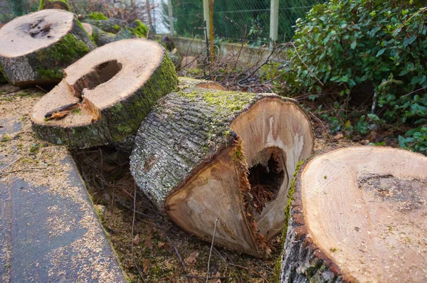 Ormanda yeşil çimenleri olan eski tahta kütükler.