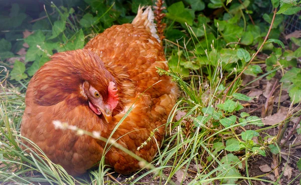 Närbild Kyckling Gården — Stockfoto