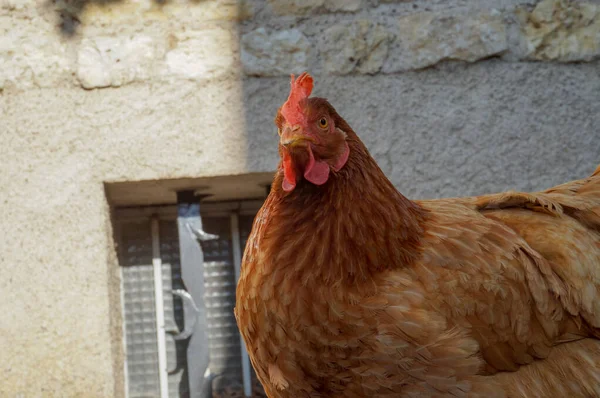 Close Chicken Yard — стоковое фото