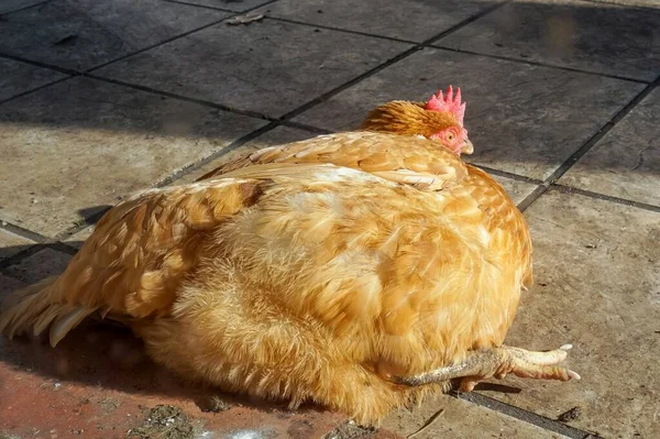 Närbild Kyckling Gården — Stockfoto