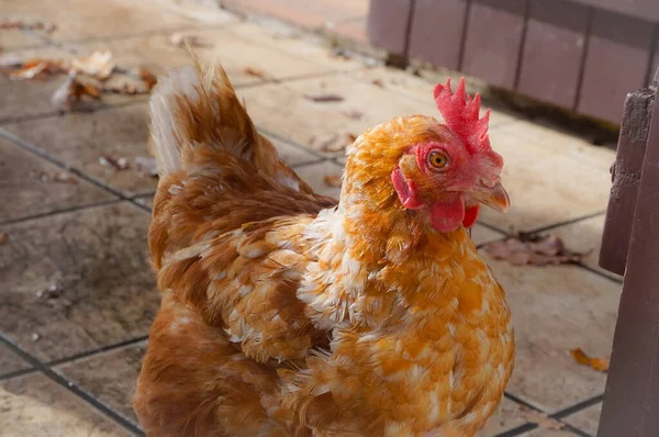 Κλείσιμο Του Κοτόπουλου Στην Αυλή — Φωτογραφία Αρχείου