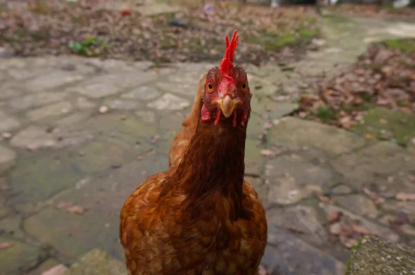 Close Chicken Yard — стоковое фото