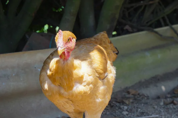 Close Chicken Yard — Stock Photo, Image