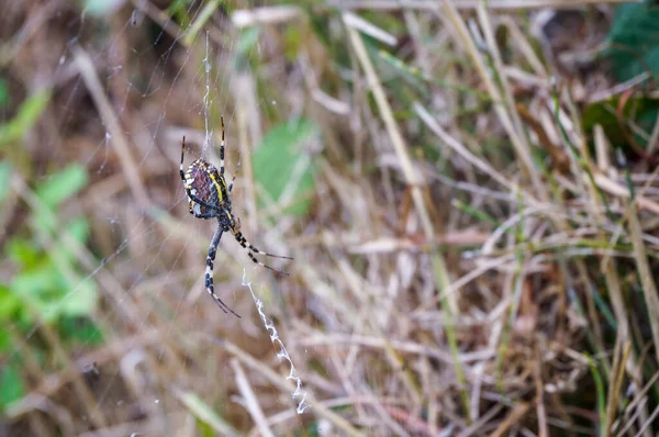 蜘蛛在森林中的自然背景 — 图库照片