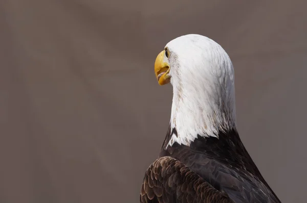 Bald Eagle Head Close — стоковое фото