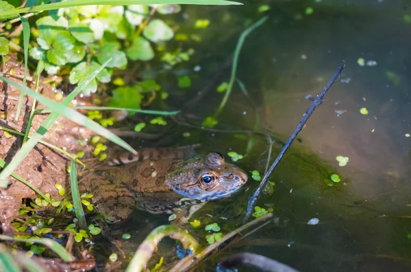 Common Water Frog Rana Esculenta Pelophylax Esculentus Immersed Floating Green — Stock Photo, Image