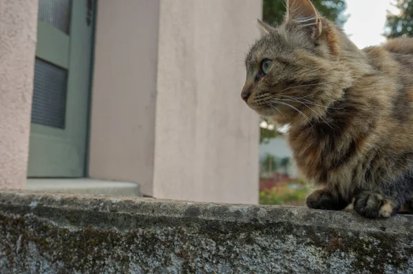Retrato Gato Calle Cerca —  Fotos de Stock