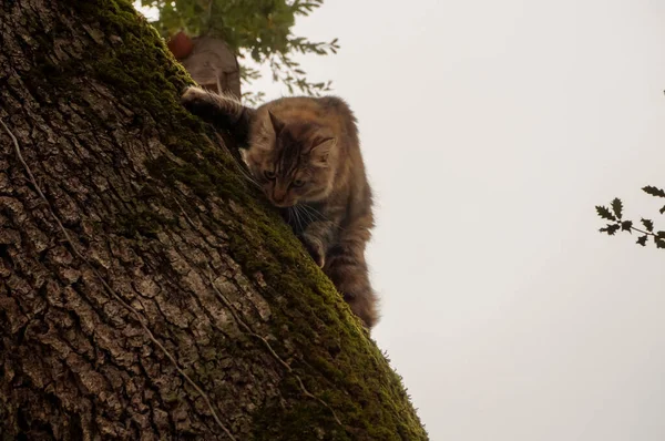 Niedliche Gestromte Katze Auf Baum — Stockfoto