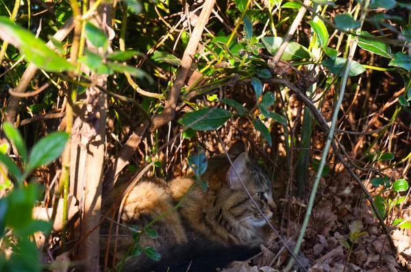Tabby Tortoiseshell Wild Cat Quietly Lies Fallen Leaves Discreetely Hidden — Stock Photo, Image