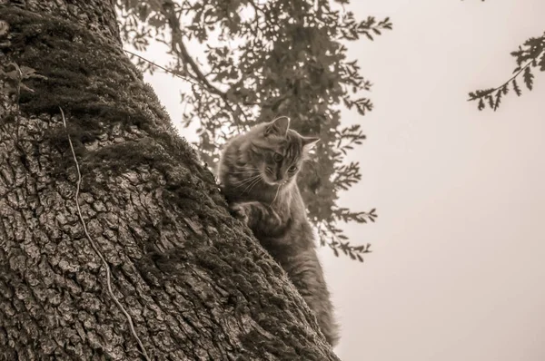 Cute Tabby Tortoiseshell Cat Nimbly Climbing Trunk Moss Covered Oak — Stock Photo, Image