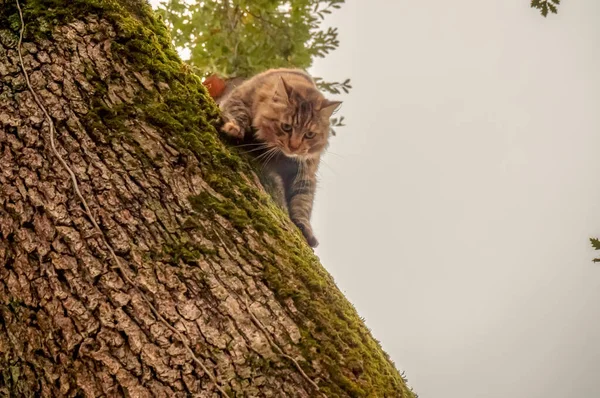 Cute Tabby Tortoiseshell Cat Nimbly Climbing Trunk Moss Covered Oak — Stock Photo, Image
