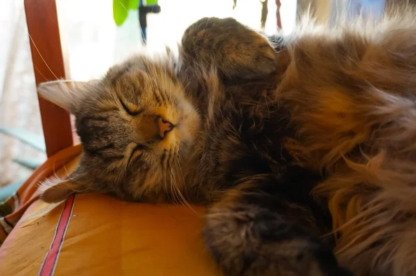 Μια Όμορφη Κόκκινη Γάτα Που Κοιμάται Στον Καναπέ — Φωτογραφία Αρχείου