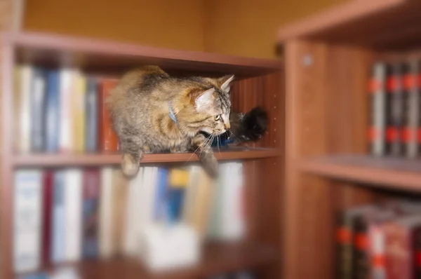 Cute Tabby Cat Equilibrium Explores Room House Climbing Wooden Dusty — Stock Photo, Image