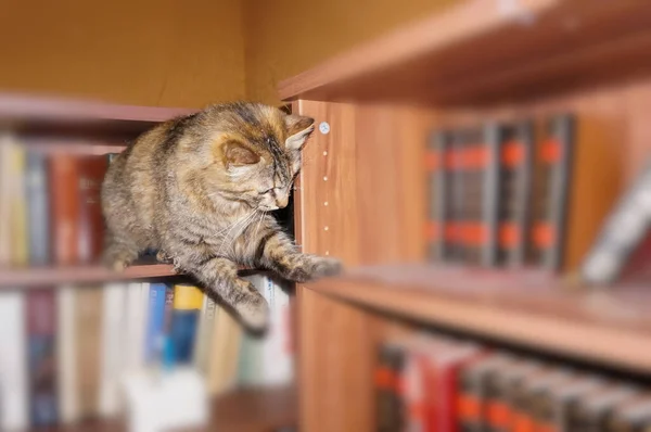 Niedliche Gestromte Katze Gleichgewicht Die Einen Raum Innerhalb Eines Hauses — Stockfoto