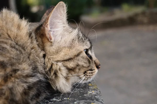 Porträt Einer Katze Auf Der Straße Nahaufnahme — Stockfoto