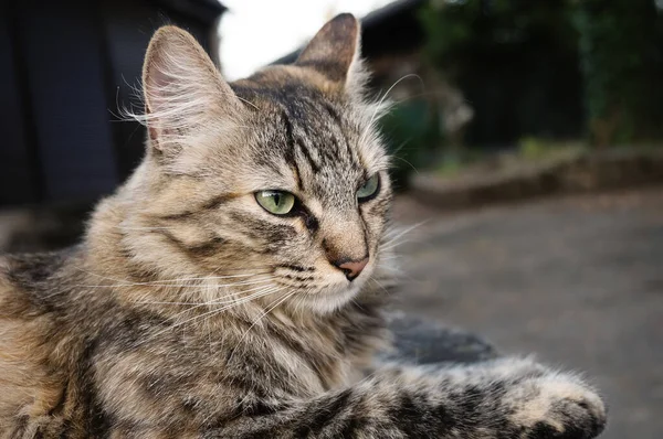Flauschige Weibliche Katze Freien — Stockfoto