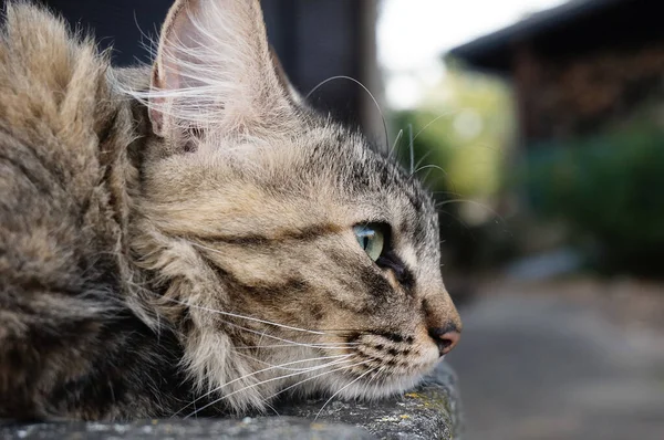 Retrato Gato Calle Cerca —  Fotos de Stock