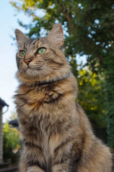 Flauschige Weibliche Katze Mit Aufrechten Ohren Einem Hausgarten Südfrankreich — Stockfoto