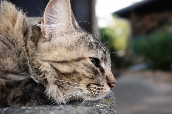 Porträt Einer Katze Auf Der Straße Nahaufnahme — Stockfoto