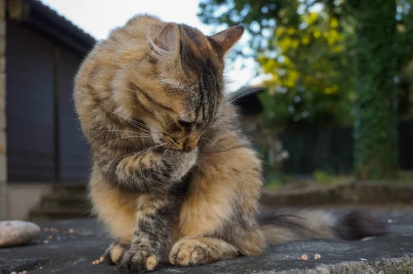 Πορτρέτο Μιας Γάτας Στο Δρόμο Κοντά — Φωτογραφία Αρχείου