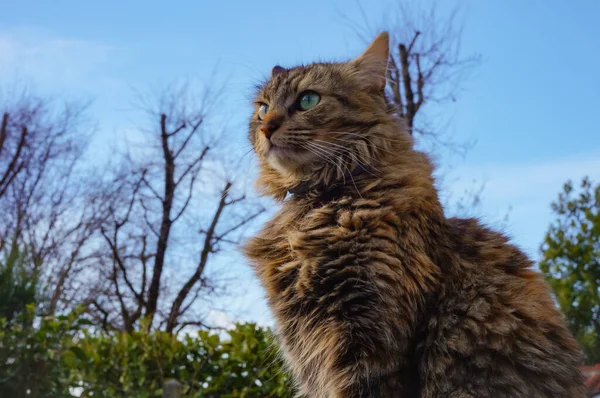 Nadýchaná Samice Kočky Vztyčenýma Ušima Domovní Zahradě Jihu Francie Pozadí — Stock fotografie