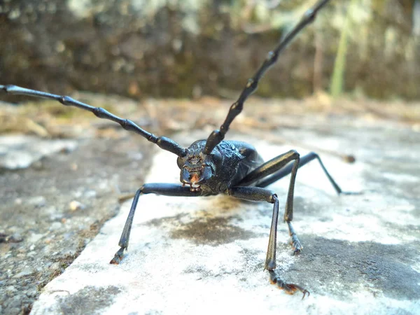 Arkaplanda Siyah Böcek Kapat — Stok fotoğraf