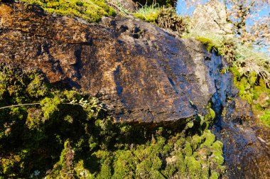 Rutubetli kaya yüzeyi kısmen yosun (Bryophyta) ile kaplı, Rouergue et Aveyron Hills, Fransa 'nın kayalıklarından aşağı süzülen su ve arka planda kuru çimenler ve yabani bitkiler ile yeşil çalılık