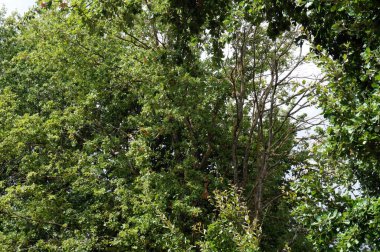 Güneşli bir bahar gününde parkta muhteşem bir kır manzarası. 