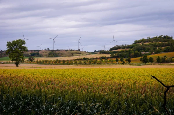 Krásná Krajina Lauragais Zemědělské Oblasti Aude Toulouse Francie Žlutými Políčky — Stock fotografie